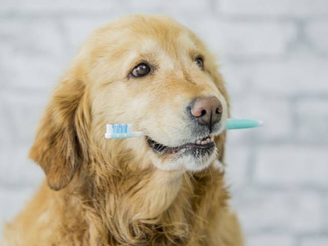 ¿Cómo limpiar correctamente los dientes de su mascota en casa?