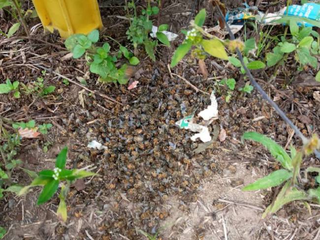 Denuncian muerte de un millón de abejas en Barcelona, en Calarcá, Quindío