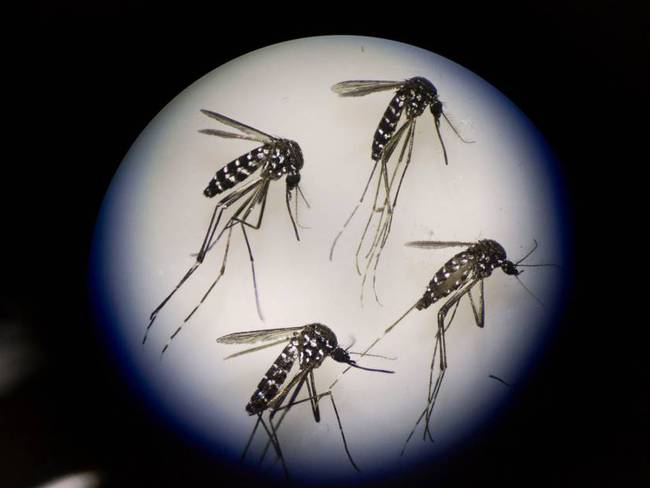 Mosquitos vistos con un microscopio.                         Foto: Getty 
