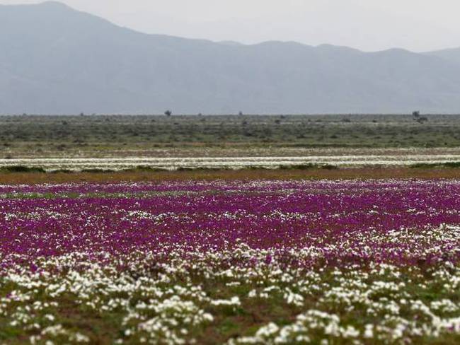 [Fotos] Tras una temporada de lluvias florece el desierto más árido del mundo