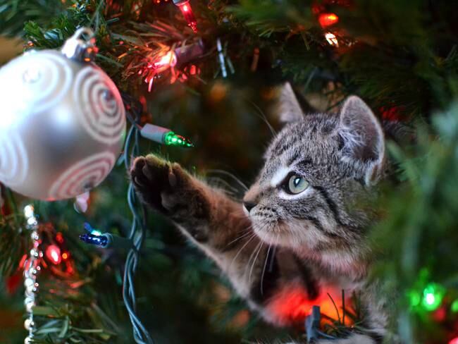 Gato jugando con un árbol de Navidad (Foto vía Getty Images)