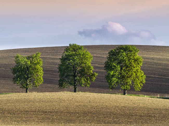 ¿Por qué es bueno ver tres árboles seguidos desde su casa? Esto significa  // Getty Images