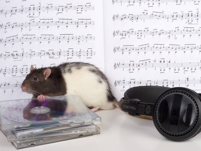 La música no solo es para humanos, estudio demuestra que ratones también pueden bailar