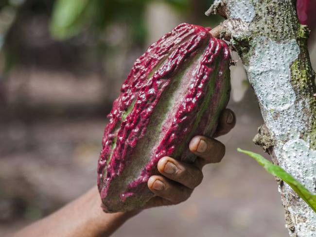 Cacao Conecta, el proyecto que ayuda al desarrollo en el Urabá Antioqueño