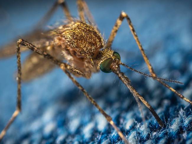 La historia de las moscas y los mosquitos