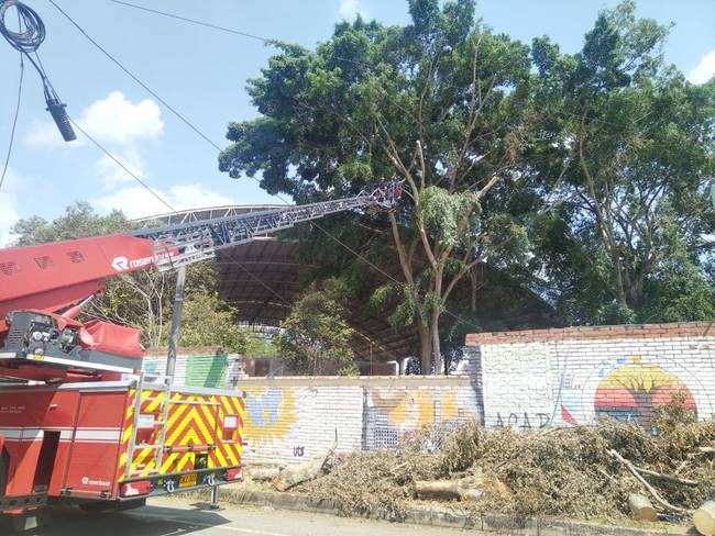 Caída de árboles generaron emergencias en dos sectores de Bucaramanga