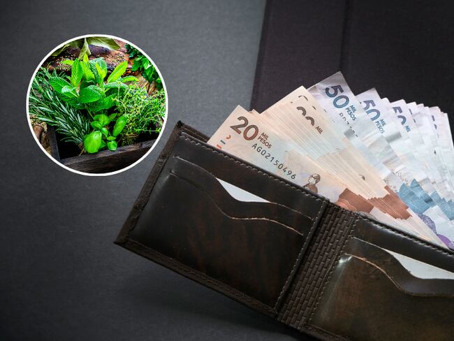 Planta que atrae dinero y prosperidad si se coloca en la billetera  (Getty Images)