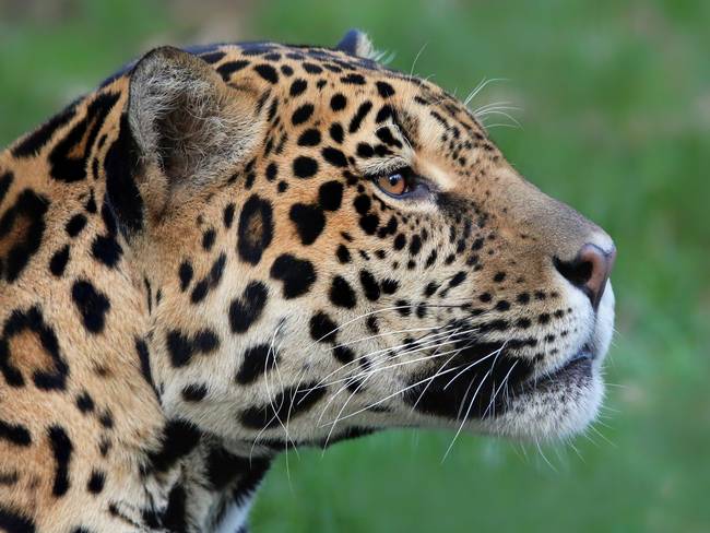 No a la caza de jaguares en Colombia