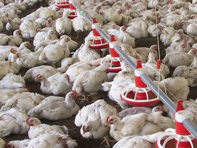 Alerta por  influenza aviar ¿/ Ica.gov.co