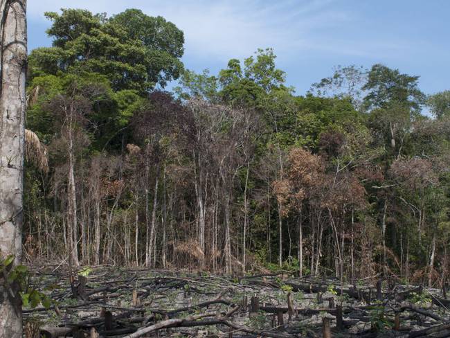 Deforestación oculta más delitos que devoran selvas y bosques en Colombia