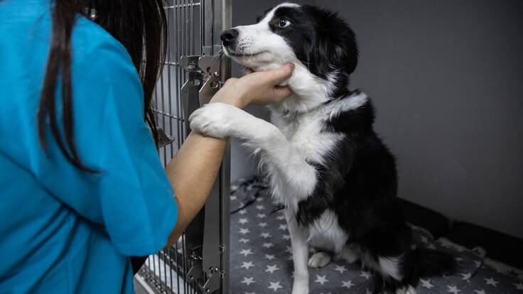 Perro en jaula con veterinaria (Getty Images)