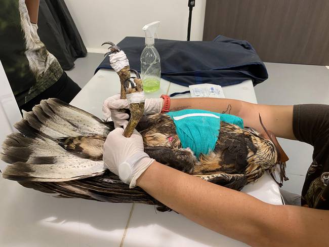Rescatan águila solitaria que fue herida con arma de fuego en Santa Rosa de  Cabal