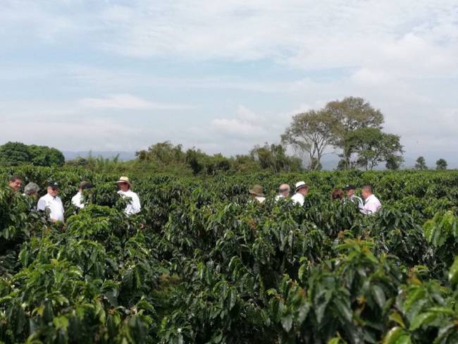 Huila sigue liderando la caficultura en Colombia.