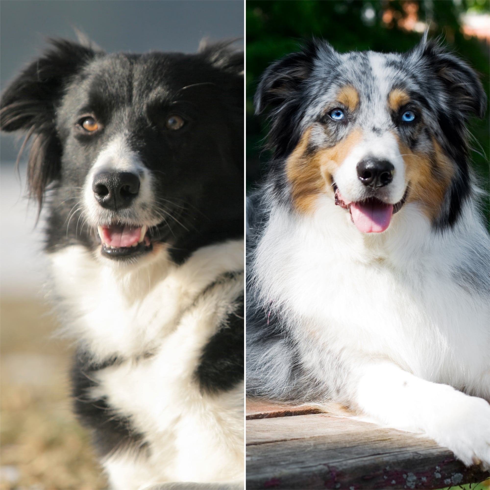 son border collies perros grandes