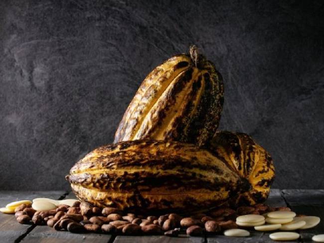 Hablemos de Cacao Inclusivo Sostenible