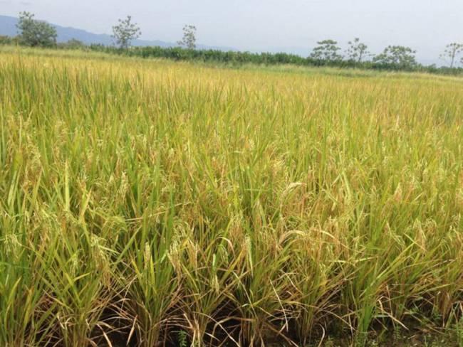 Cultivos de arroz el Tolima