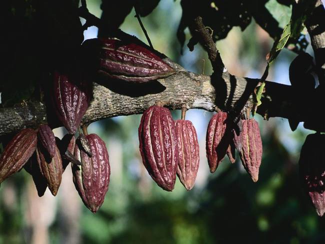 Cultivos de cacao