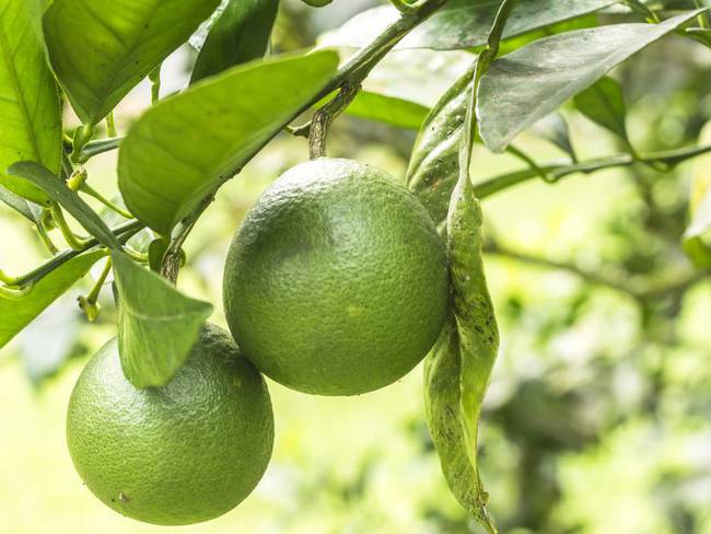 El limón Tahití, otra gran fuente de divisas desde el agro para Colombia