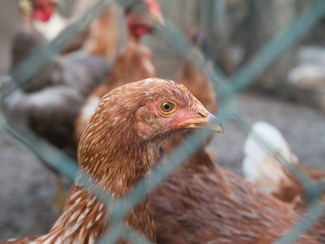 ¿Qué es la influenza aviar y cómo prevenirla? Habla experto del SENA