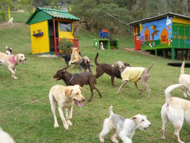 Guarderías de perros en La Calera, ¿están supervisadas por los entes de control?