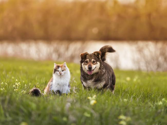 Un perro y un gato caminando en un parque junto (Getty Images)