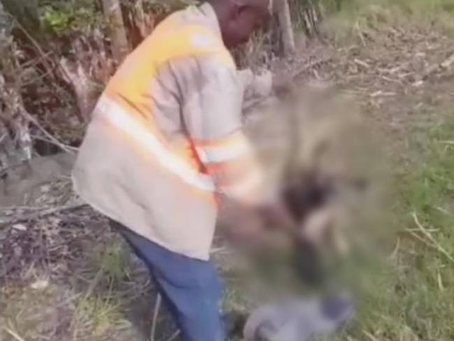 En un video se observa a Critino Cifuentes Caicedo, extrabajador de un ingenio azucarero, causando la muerte a un oso hormiguero.