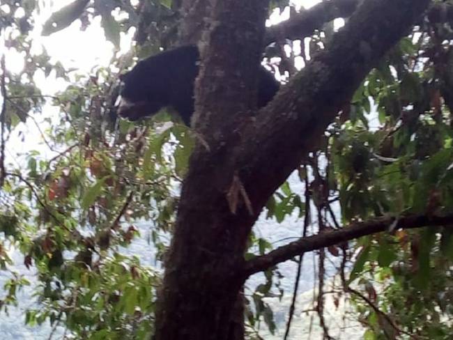 En Florida, Valle, reportan presencia de un oso de anteojos