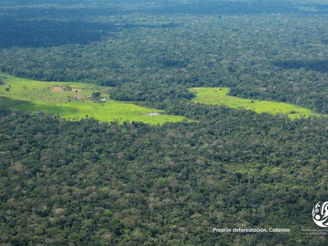 MinAmbiente: “Reducción en deforestación está entre el 15 y el 25 %”