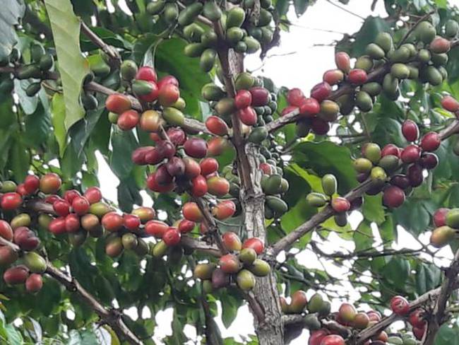 Aumento de producción de café no compensa los bajos predios del grano