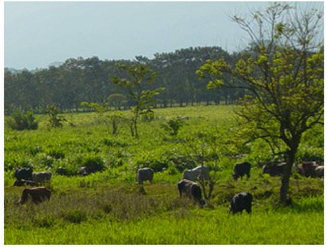 Colombiano desarrolla nueva aplicación móvil para ganaderos