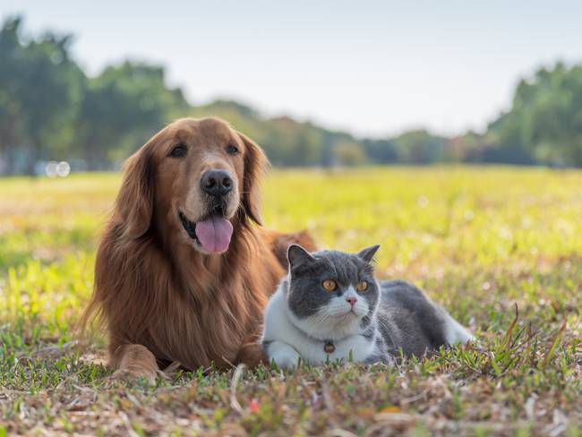Perro y gato acostados en el césped (Foto vía Getty Images)