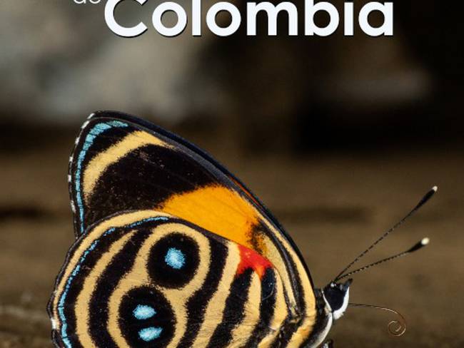 A 3.877 se eleva el número de especies de mariposas registradas en Colombia