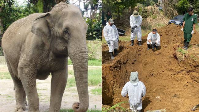 Exhumación de la elefante Chava