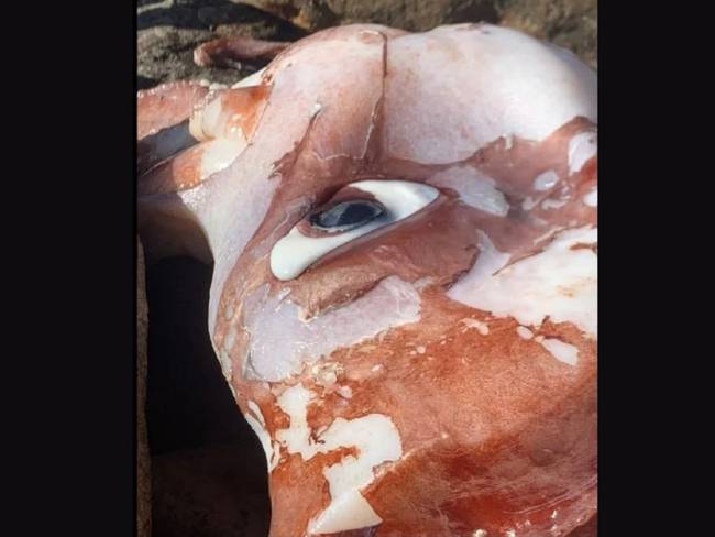 Calamar gigante encontrado muerto en playa de Sudáfrica 