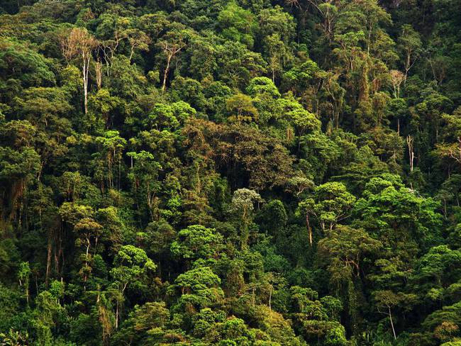 En riesgo de extinción 45% de los árboles y arbustos endémicos de Colombia