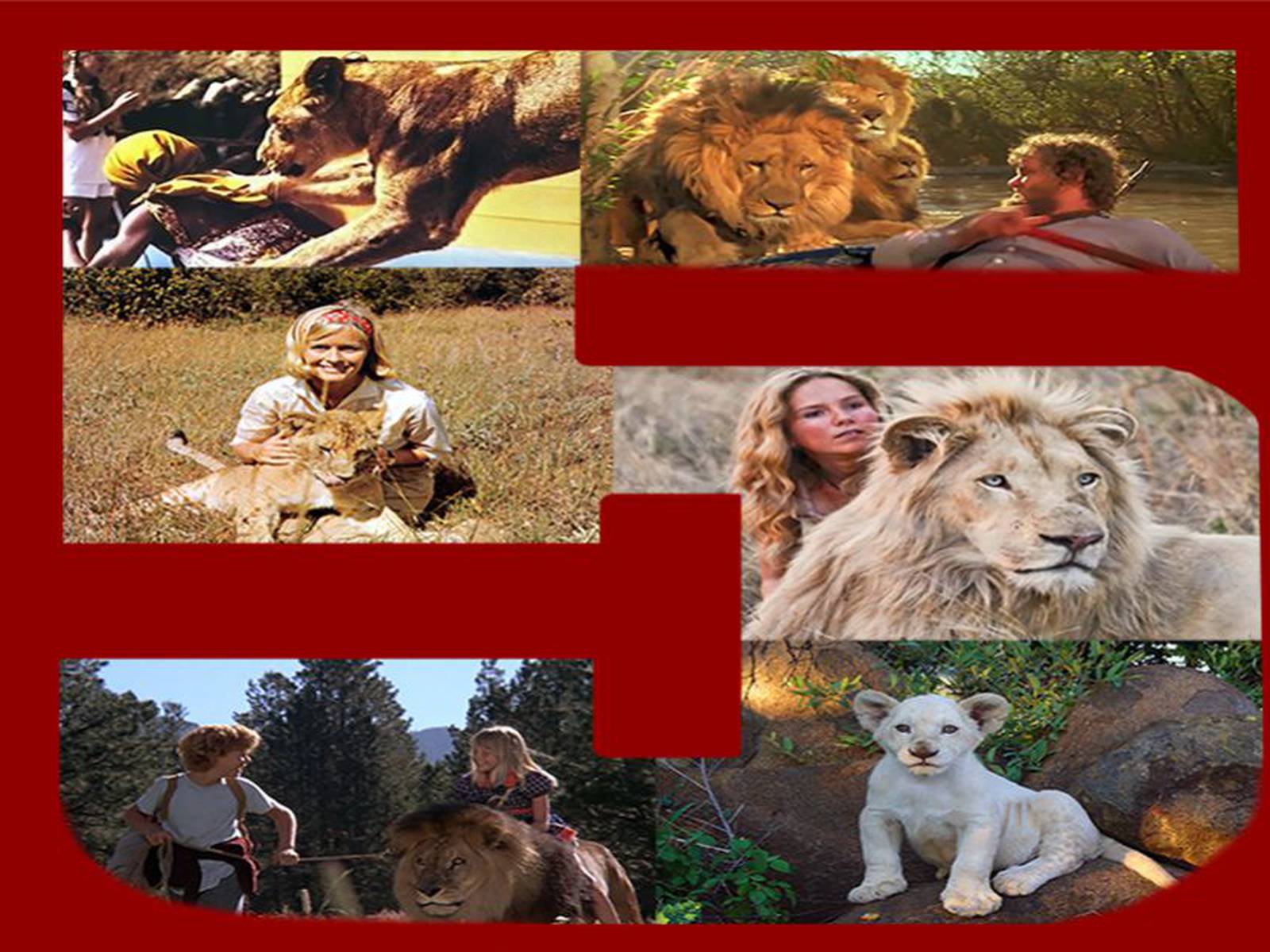 Top 5 de películas sobre leones de carne y hueso Top 5 de películas sobre  leones de carne y hueso : Top 5 de películas sobre leones de carne y hueso