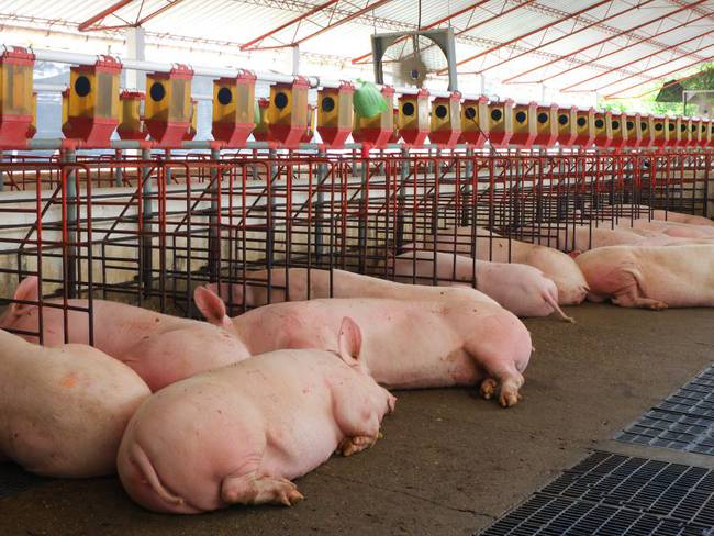 Cada colombiano consume, en promedio, 11,3 kilos de carne de cerdo al año
