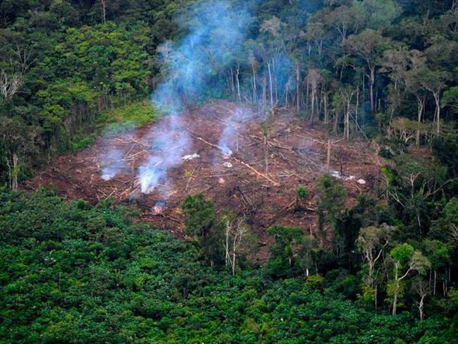 Sancionan ley que castiga penalmente la deforestación y define nuevos delitos ambientales. Foto: Getty Images