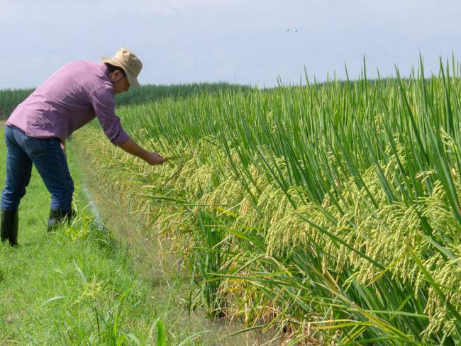 Cultivo de arroz biofortificado