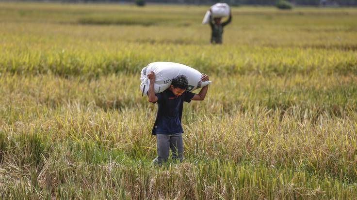 Indrapuri (Indonesia), 10/10/2023.- Agricultores llevan sacos de arroz en un campo en Indrapuri, Aceh, Indonesia, este martes. Según el Ministerio de Agricultura de Indonesia el país tiene previsto aumentar las importaciones de arroz en un 1,5 millones de toneladas para finales de 2023 para aumentar las reservas de arroz. EFE/HOTLI SIMANJUNTAK