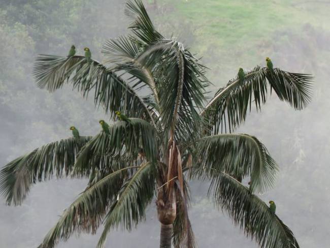 En Pijao, Quindío observaron 167 aves durante el Global Big Day