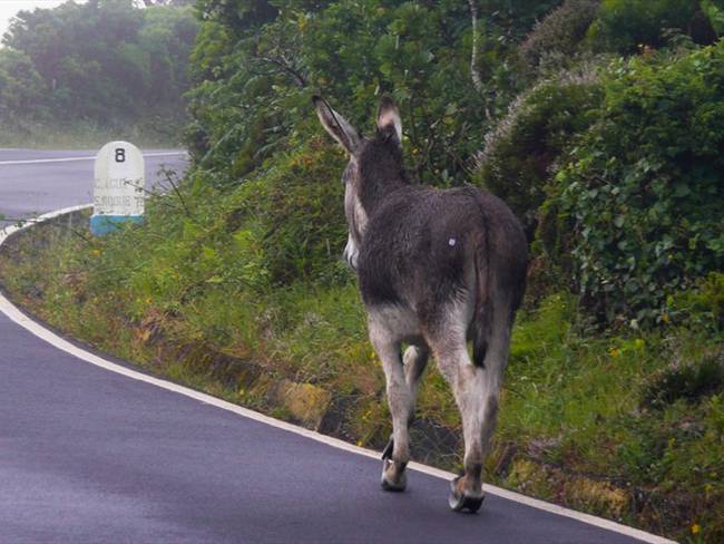 ¿Por qué se dice que se están extinguiendo los burros criollos en Colombia?