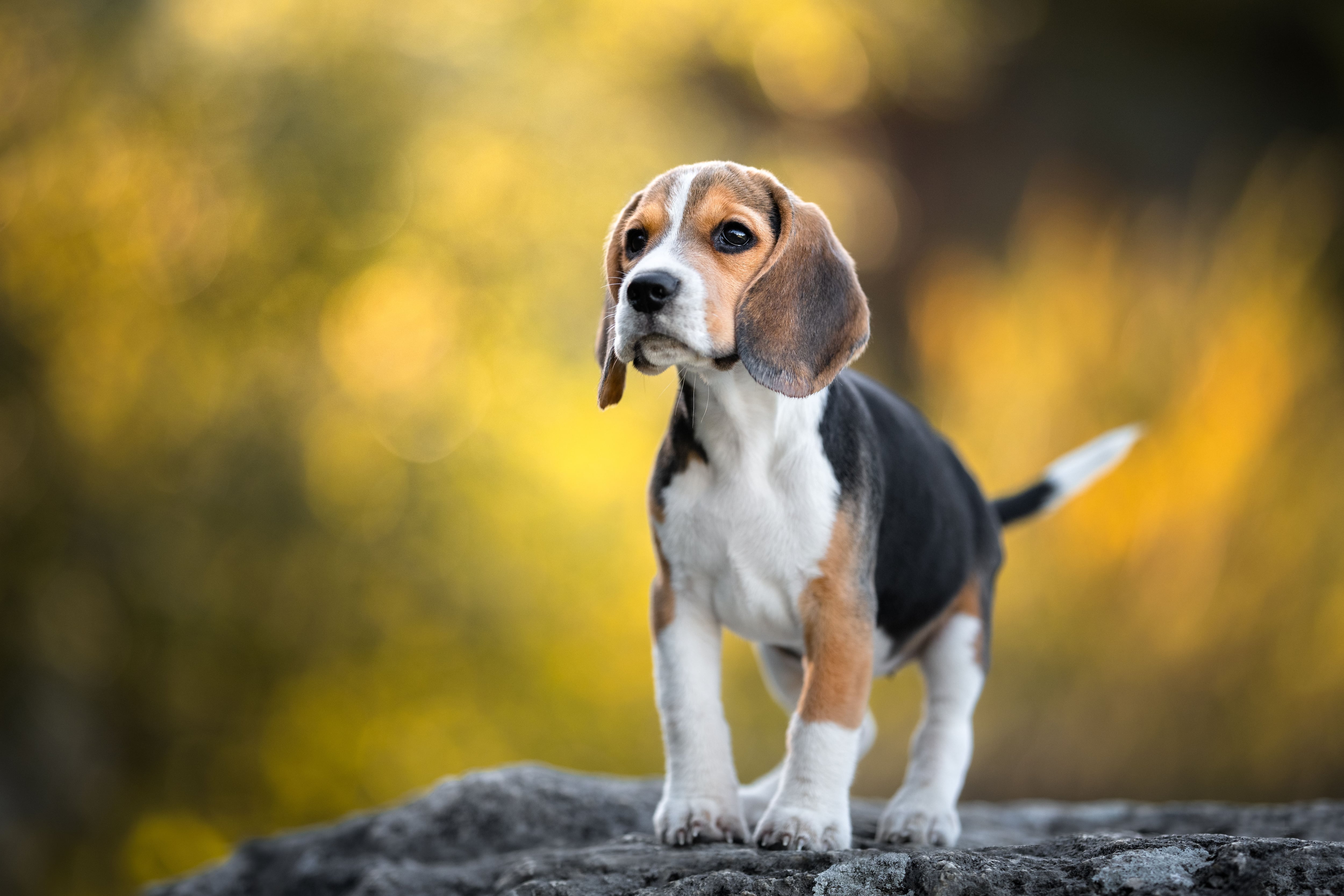 Perro de raza Beagle sobre un roca (Vía Getty Images)