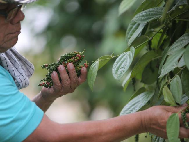 La pimienta, un cultivo que en Putumayo sustituyó plantíos ilícitos