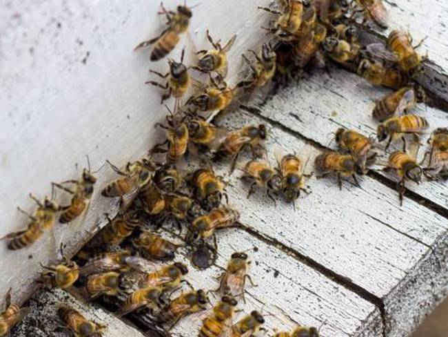 18.000 colmenas de abejas han desaparecido en últimos tres años en Colombia