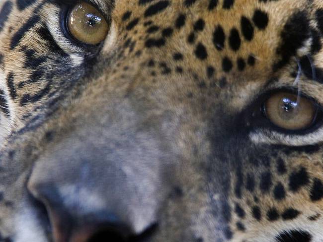 Avanza la protección del Jaguar en Colombia