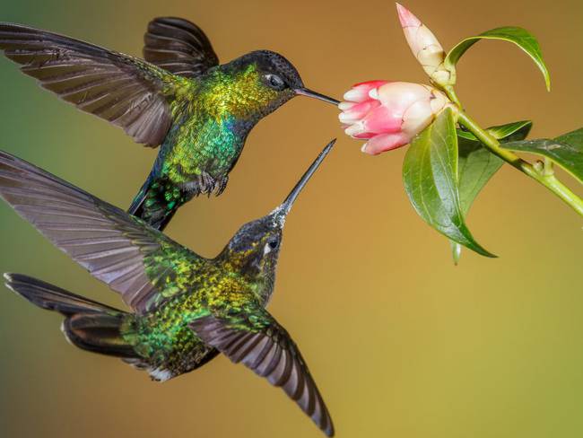 Colombia, el país con más especies de colibríes en el mundo