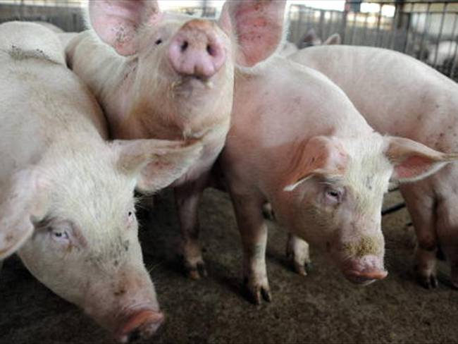 Cerdos para reproducción. Foto: Getty Images.