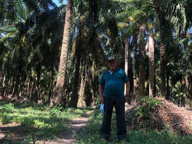 Marcos Arrieta, palmicultor de Maria La Baja