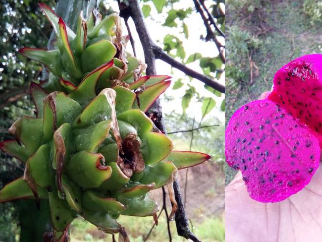 Pitahaya roja. frutos cactus Fruta del dragón, deliciosa y rica en  minerales : Fruta del dragón, deliciosa y rica en minerales